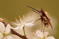Bombylius major