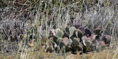 Opuntia basilaris