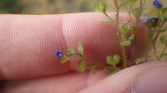 Veronica acinifolia