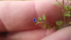 Veronica acinifolia