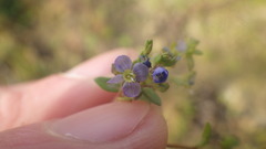 Veronica acinifolia