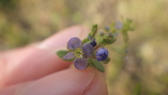 Veronica acinifolia