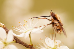 Bombylius major