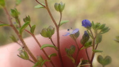 Veronica acinifolia