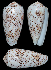 Conus stercusmuscarum