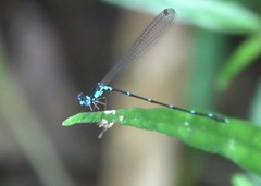 Risiocnemis serrata