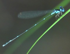 Risiocnemis serrata