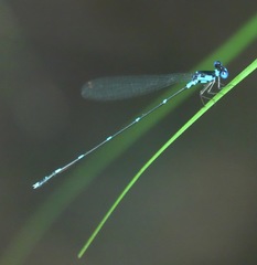 Risiocnemis serrata