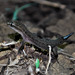 Hemidactylus gracilis - Photo (c) Abhishek Narayanan, osa oikeuksista pidätetään (CC BY-NC), lähettänyt Abhishek Narayanan