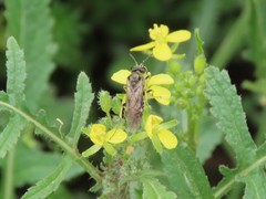 Tenthredo limbalis