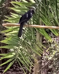 Melaenornis edolioides