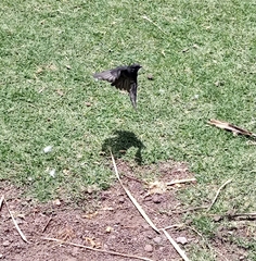 Melaenornis edolioides