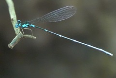 Risiocnemis serrata