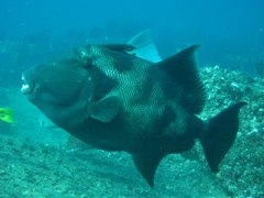 Pseudobalistes naufragium