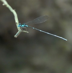 Risiocnemis serrata
