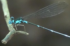 Risiocnemis serrata