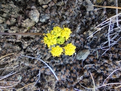 Lomatium farinosum