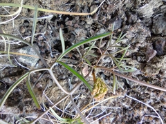 Lomatium farinosum