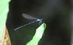 Risiocnemis serrata