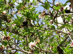 Prunus amygdalus