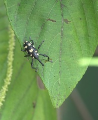 Ornatalcides leucospilus