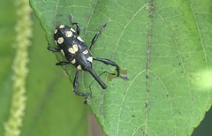 Ornatalcides leucospilus