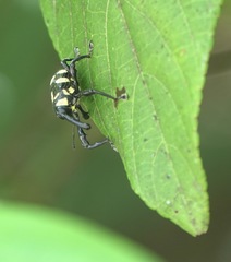 Ornatalcides leucospilus