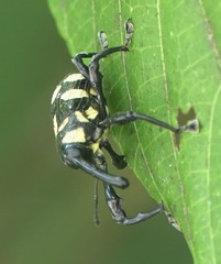 Ornatalcides leucospilus