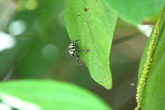 Ornatalcides leucospilus