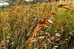 Monocymbium ceresiiforme