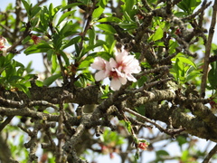 Prunus amygdalus