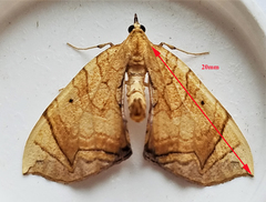 Eulithis gracilineata