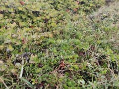 Arctostaphylos hookeri hearstiorum