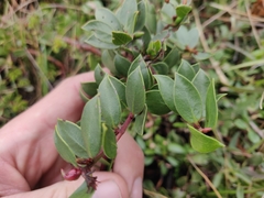 Arctostaphylos hookeri hearstiorum