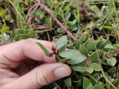 Arctostaphylos hookeri hearstiorum