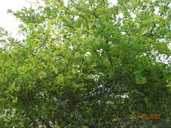 Ximenia