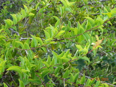 Ximenia