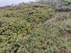Arctostaphylos hookeri hearstiorum