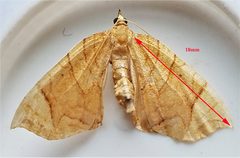 Eulithis gracilineata