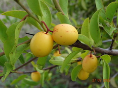 Ximenia