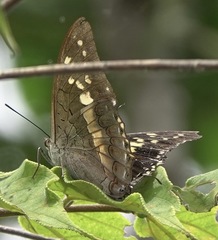 Charaxes solon