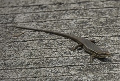 Eutropis lapulapu
