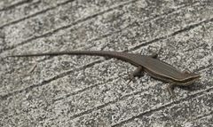 Eutropis lapulapu