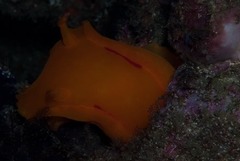 Hexabranchus sanguineus