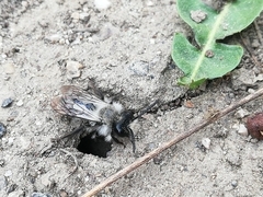 Andrena danuvia