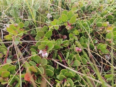 Arctostaphylos hookeri hearstiorum