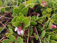 Arctostaphylos hookeri hearstiorum
