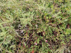 Arctostaphylos hookeri hearstiorum