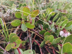Arctostaphylos hookeri hearstiorum