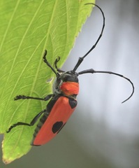 Cereopsius praetorius